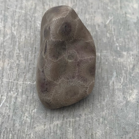 Petoskey stone - Picture 4 of 11